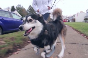 3Dプリンターの義足が犬のダービーに走る喜びを与えてくれた素敵なお話し