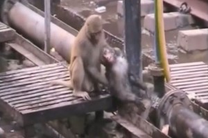 感電し意識を失った仲間の猿を救出する“モンキードクター”が世界中で話題に！