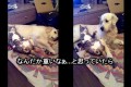 犬「重いなぁ...」犬を枕代わりにしている猫がバレてしまったリアクションが面白い！