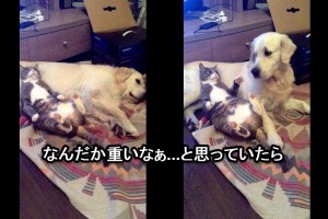 犬「重いなぁ...」犬を枕代わりにしている猫がバレてしまったリアクションが面白い！