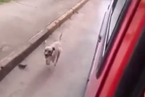 【感動】救急車で運ばれる飼い主が心配でどこまでも追いかける犬