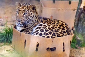 ネコ科の動物に段ボールを与えてみたら...トラやライオンもやっぱりそうなるのね