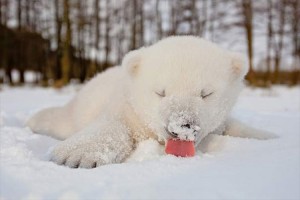 猫はこたつで丸くならない♪初めて雪の中で遊ぶ動物たち-20選