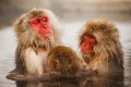 「彼らと一緒に入りたい!」地獄谷温泉の猿“スノーモンキー”が外国人に大ウケ