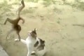 Facebookで500万再生された子どもの猿と猫がじゃれあう映像。猿のしつこさが話題に!