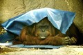 【世界初】オランウータンに“人権”を認める アルゼンチンの裁判所