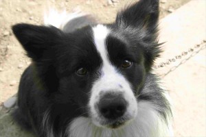 【感動】犬の十戒　犬の気持ちで語る詩