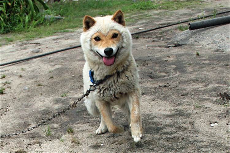 まるでひつじの着ぐるみを被った山陰柴犬コウちゃんがカワイすぎる