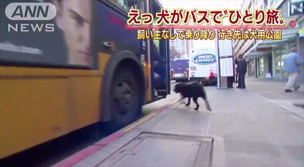 天才犬現る 飼い主抜きでバスに乗って移動する犬 Fundo 天才犬現る 飼い主抜きでバスに乗って移動する犬 Fundo