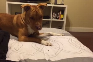 闘犬にも用いられる勇敢な犬種ピットブルVSてんとう虫！？