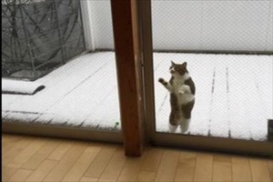 Twitterで話題！！雪を見る猫がかわいい！寒いけど見たい！でも寒い・・・
