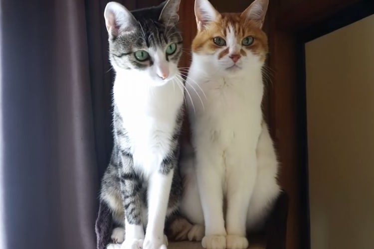【奇跡の対比】反応する猫、しない猫