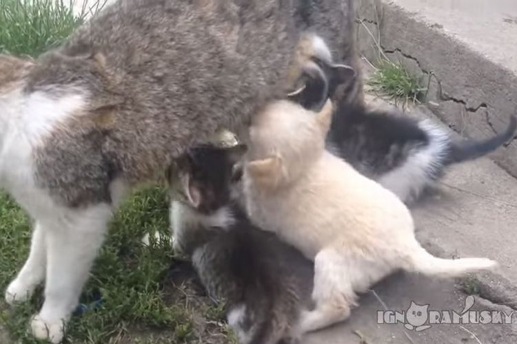 【間違い探し】母猫のオッパイに群る仔猫たち、あれっ!?一匹仔犬がいるよ!!