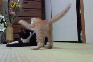 【８秒動画】『えいっ！』かつて、これほどまでにかわいい猫パンチがあっただろうか？
