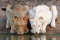 素晴らしい個性の持ち主。美しきアルビノの動物たち