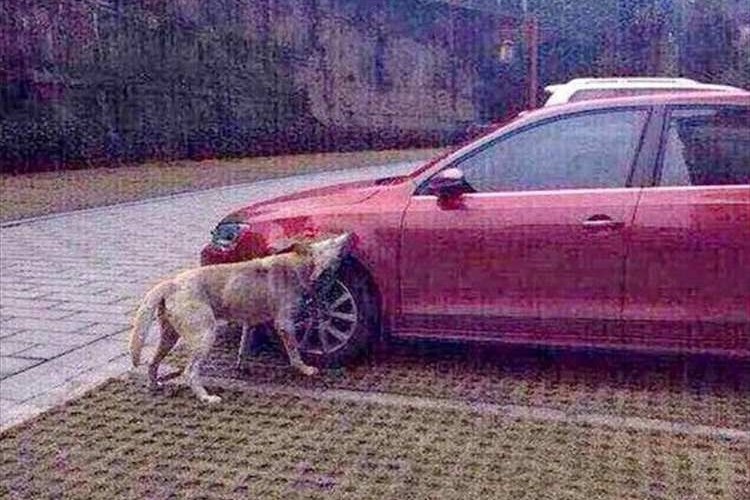 ワンコの復讐！蹴り飛ばされた犬が仲間を連れて車に倍返し！