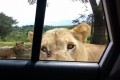 【衝撃映像】まさか!?サファリパークでライオンが車のドアを開けてきた!!