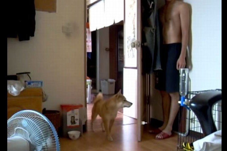 お家の中で柴犬とかくれんぼ。見ているだけで超絶に和む!柴ちゃんかわええー!