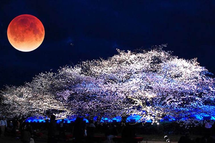 4月4日は月食と桜がコラボ!?「月食花見」で日本の風情を楽しもう！