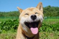 これって笑ってる?見ているこちらも笑顔になる動物たち12選
