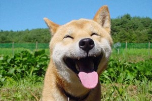 これって笑ってる？見ているこちらも笑顔になる動物たち12選