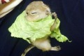 【人気ツイート】ロールキャベツの真似をしているリスが可愛すぎる