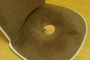 穴にスッポリ！痔に優しい椅子と同化したハムスターがカワイすぎると話題！