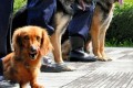災害現場での捜索に!ミニチュアダックスが警察犬として活躍