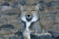 今日から使える!?「チベットスナギツネ」の冷たすぎる視線を真似してみよう!
