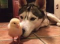 ヒヨコが大好きになってしまったハスキー犬!ヒヨコとハスキーの友情