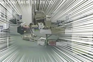 巨大地震の直前、1匹の犬だけが予知していた衝撃の映像