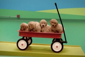 天才ワンコたちが大活躍の「ピタゴラスイッチ」が凄い！！