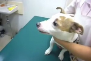 注射をされると気付いてしまったワンコ。一気にテンションダウン