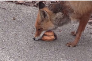 貰ったハムとパンを器用に挟んでサンドイッチ作る野良キツネさんがかわいい