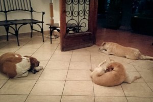 お葬式に現れた野良犬たち。彼らは恩人の側を決して離れようとしなかった