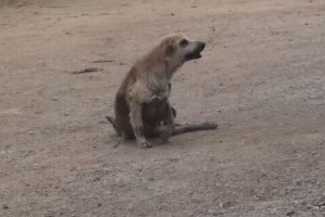 かわいそうに...足を引きずる１匹の野良犬、途中から「あれっ？」ってなる動画