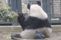 カラスに毛を抜かれてもまったく気にしないパンダがおもしろい!