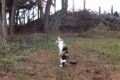 【都市伝説】立ち上がるネコ達!!猫の進化が始まるのか?