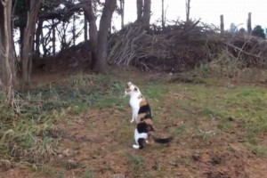 【都市伝説】立ち上がるネコ達！！猫の進化が始まるのか？