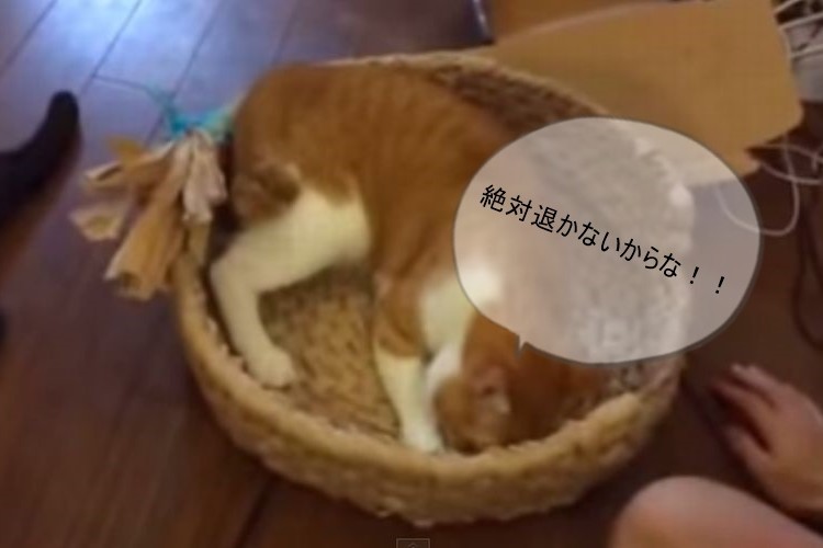 「絶対に場所は譲らない！」どうしても出たくない猫がかわいい