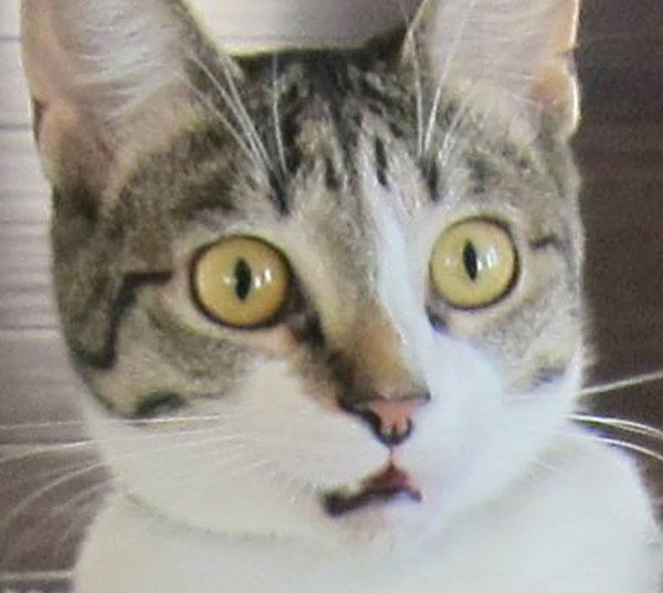 owners-forgot-tell-cat-about-baby-roxy-5r