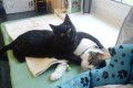 この優しさはどこからくるの?動物たちを癒す「黒猫のナース」が話題!