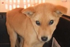殺処分を免れた犬「夢之丞」が、"災害救助犬"としてネパールで捜索活動中！