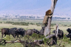 こんな姿見たくなかった！？”百獣の王らしからぬライオンの行動”が話題！