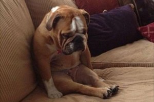 【爆笑画像12選】犬をネタにした『ボケて』の投稿画像が面白すぎる！ と話題！