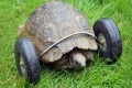 90歳にして前足を失くした亀、前足の代わりに車輪装備でサイボーグ化！歩く速度が2倍のターボ仕様に！！
