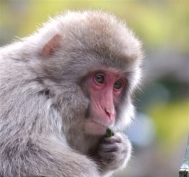 C778_happawomusirusaru500-thumb-autox1000-2370_R_R(1)