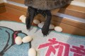 以前、話題となった“お風呂の入口で産卵する亀"が今回も…！？