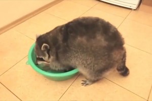 ご主人のためにアライグマが一生懸命洗っていたものは？まさかの…