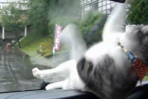 【爆笑】のけぞり過ぎ！車のワイパーに合わせて動く猫が面白いと話題！